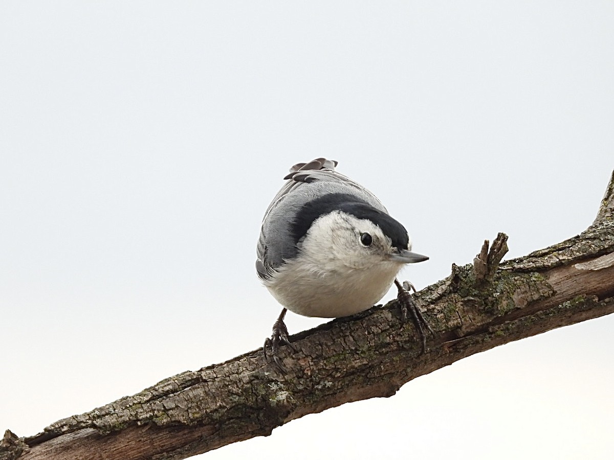 Weißbrustkleiber - ML646296290