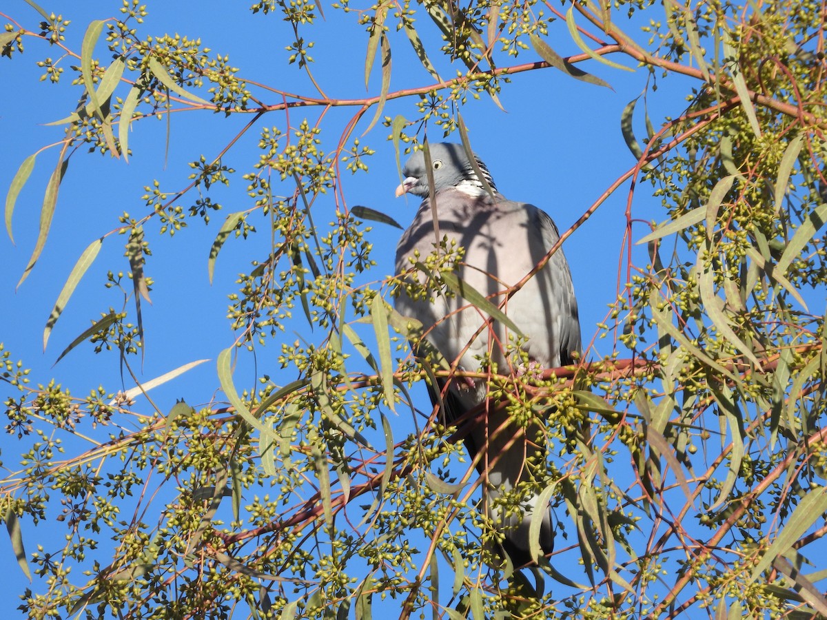 Ringeltaube - ML646296291