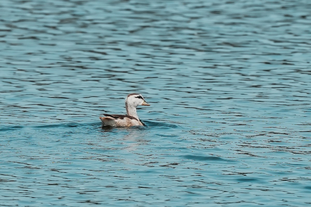 Koromandelzwergente - ML646296292