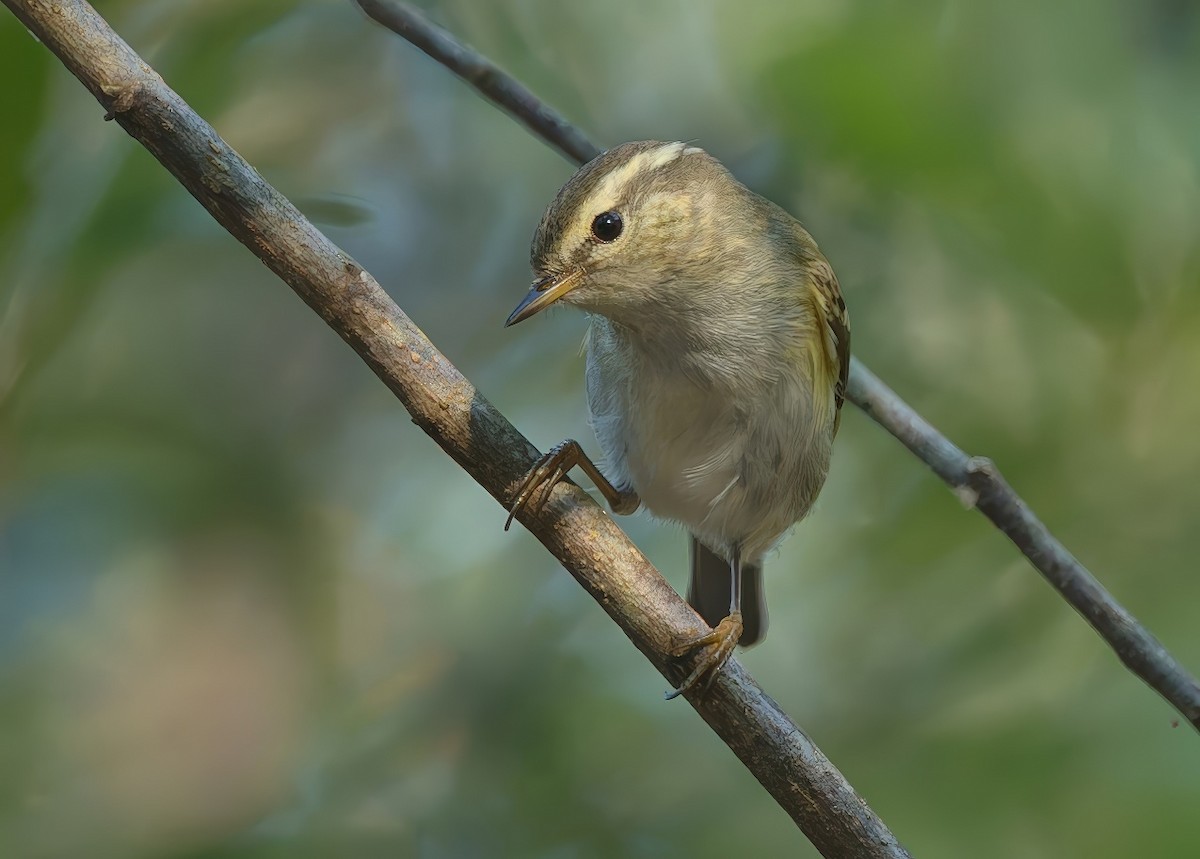 Gelbbrauen-Laubsänger - ML646296294