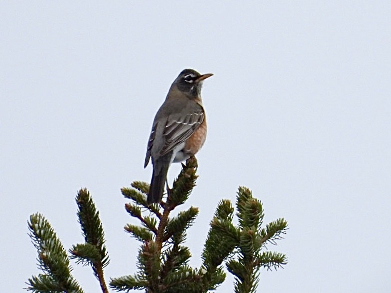 Wanderdrossel - ML646296296