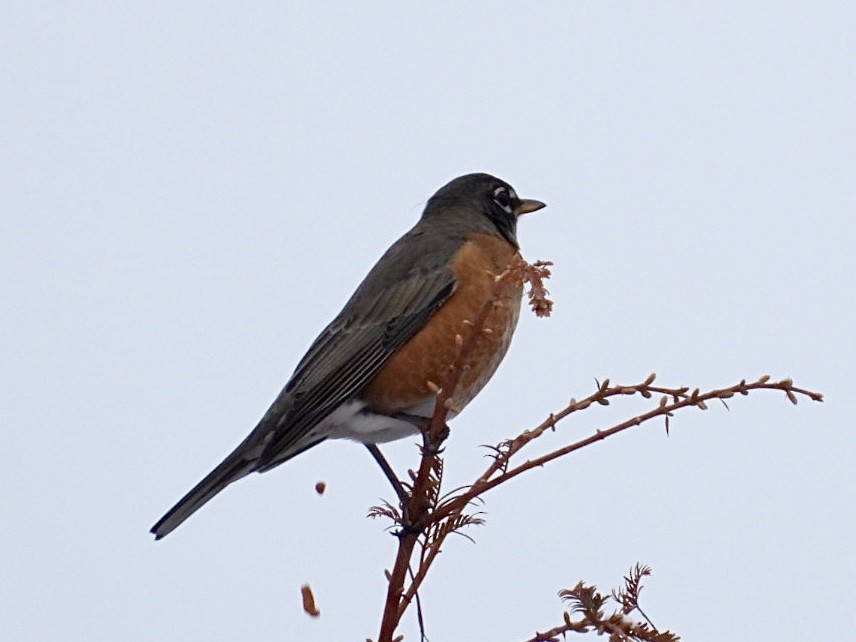 Wanderdrossel - ML646296297