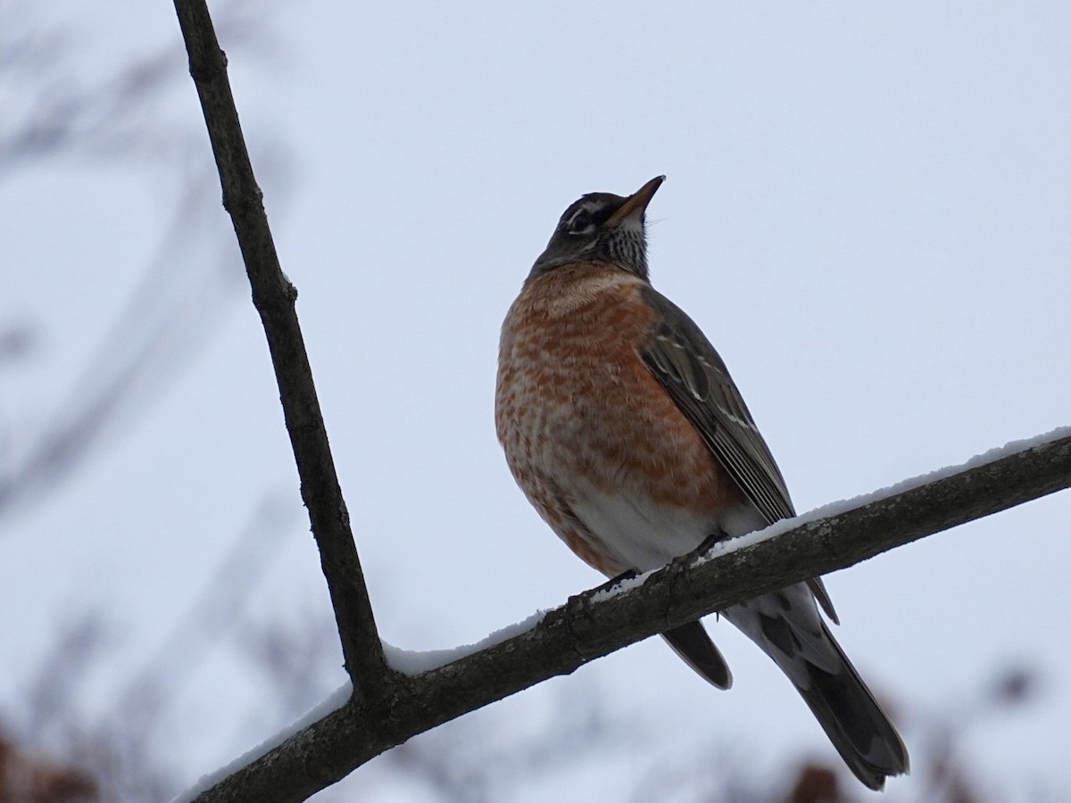 Wanderdrossel - ML646296298