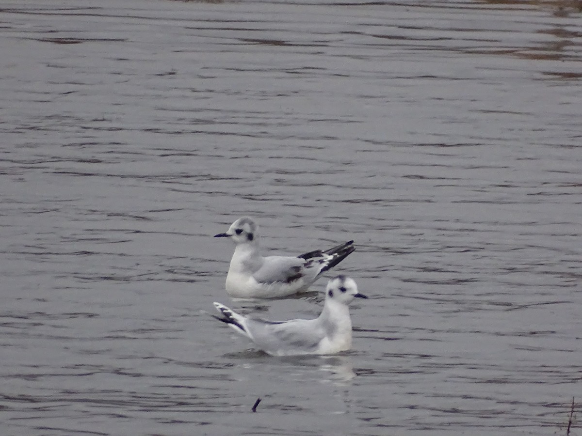 Little Gull - ML646296299