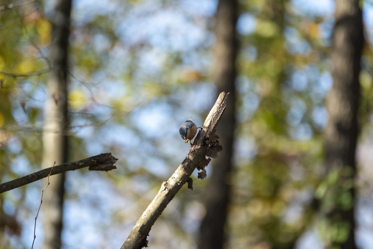 Kleiber - ML646296300