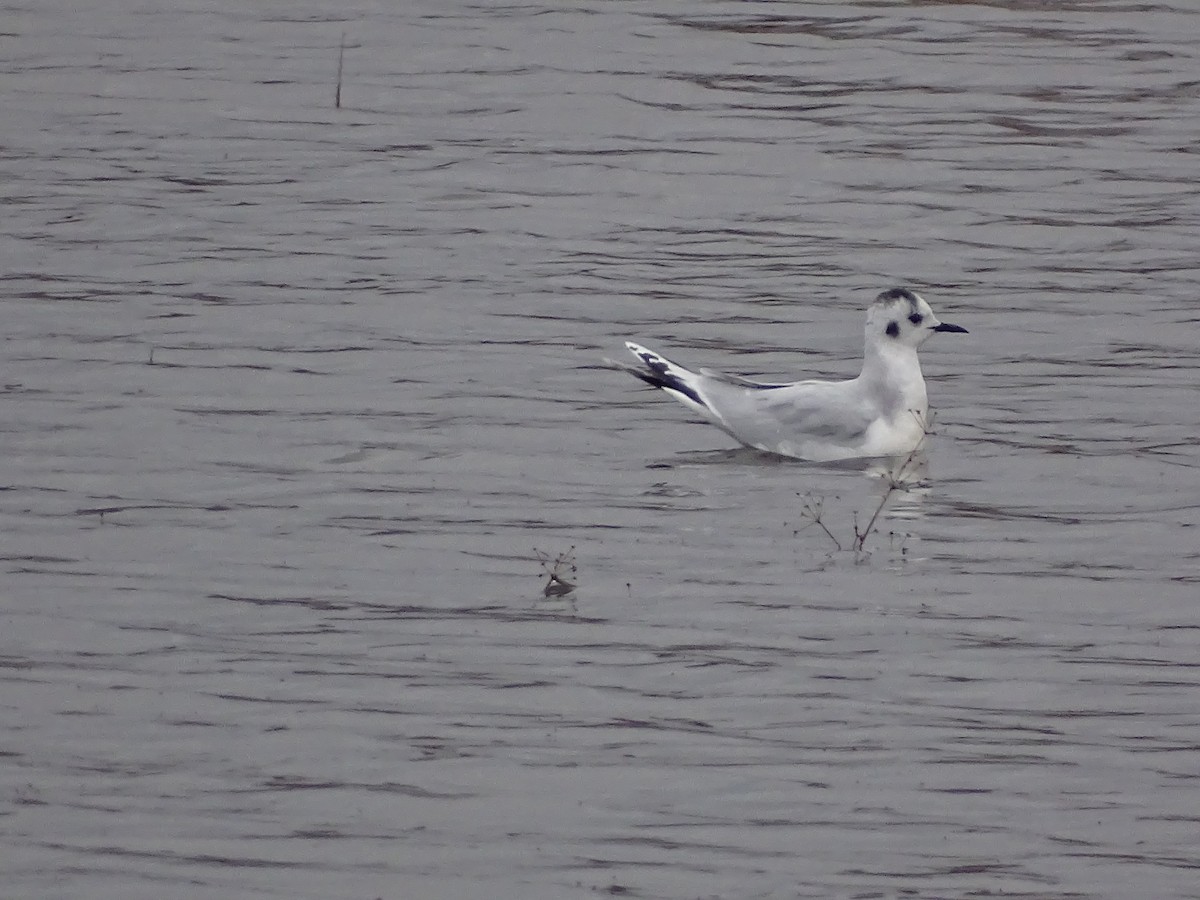 Little Gull - ML646296301