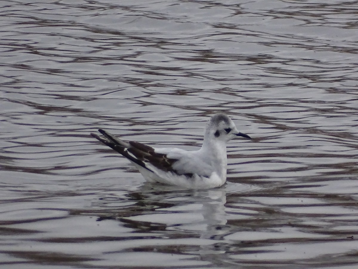 Little Gull - ML646296302