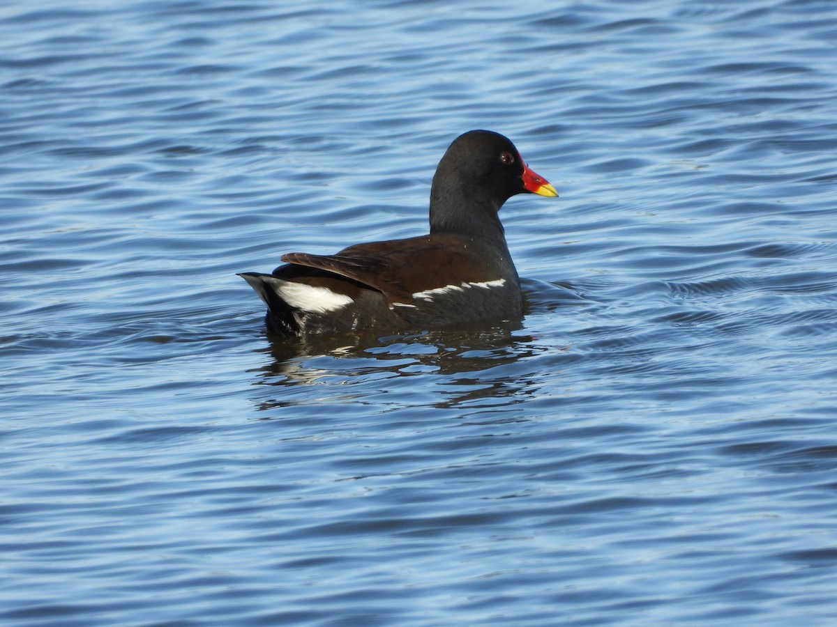 Teichhuhn - ML646296303