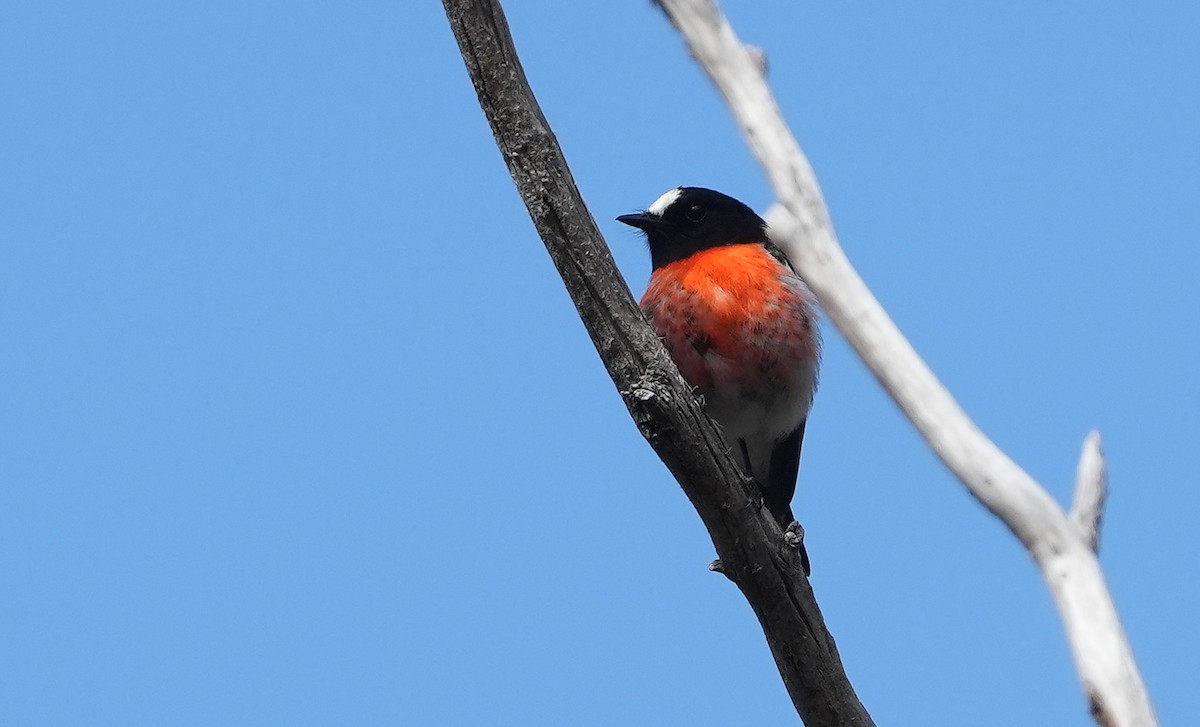 Australscharlachschnäpper - ML646296304