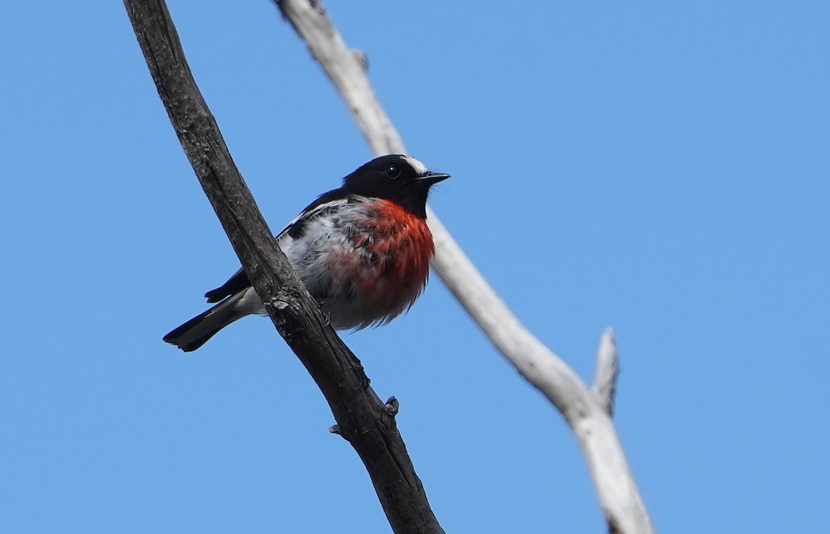 Australscharlachschnäpper - ML646296305