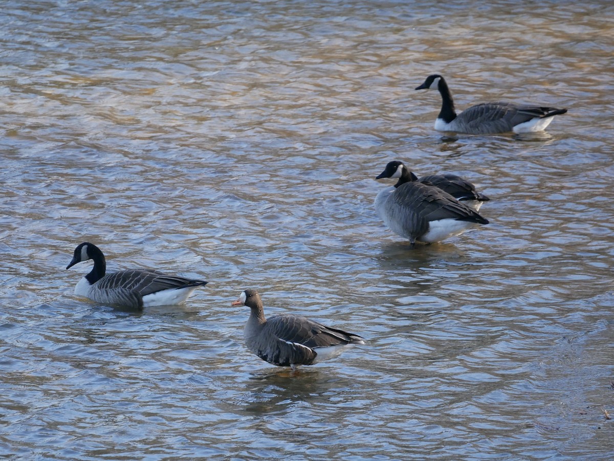 Greater White-fronted Goose - ML646296306