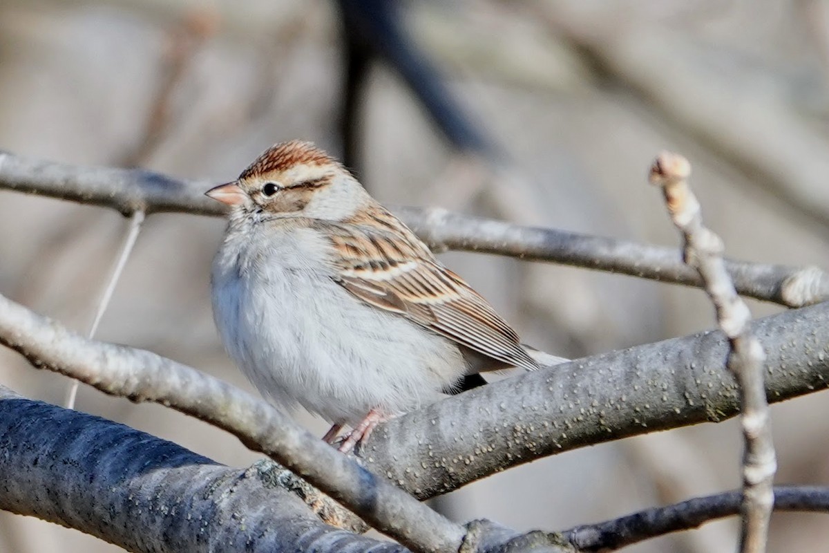 Schwirrammer - ML646296307