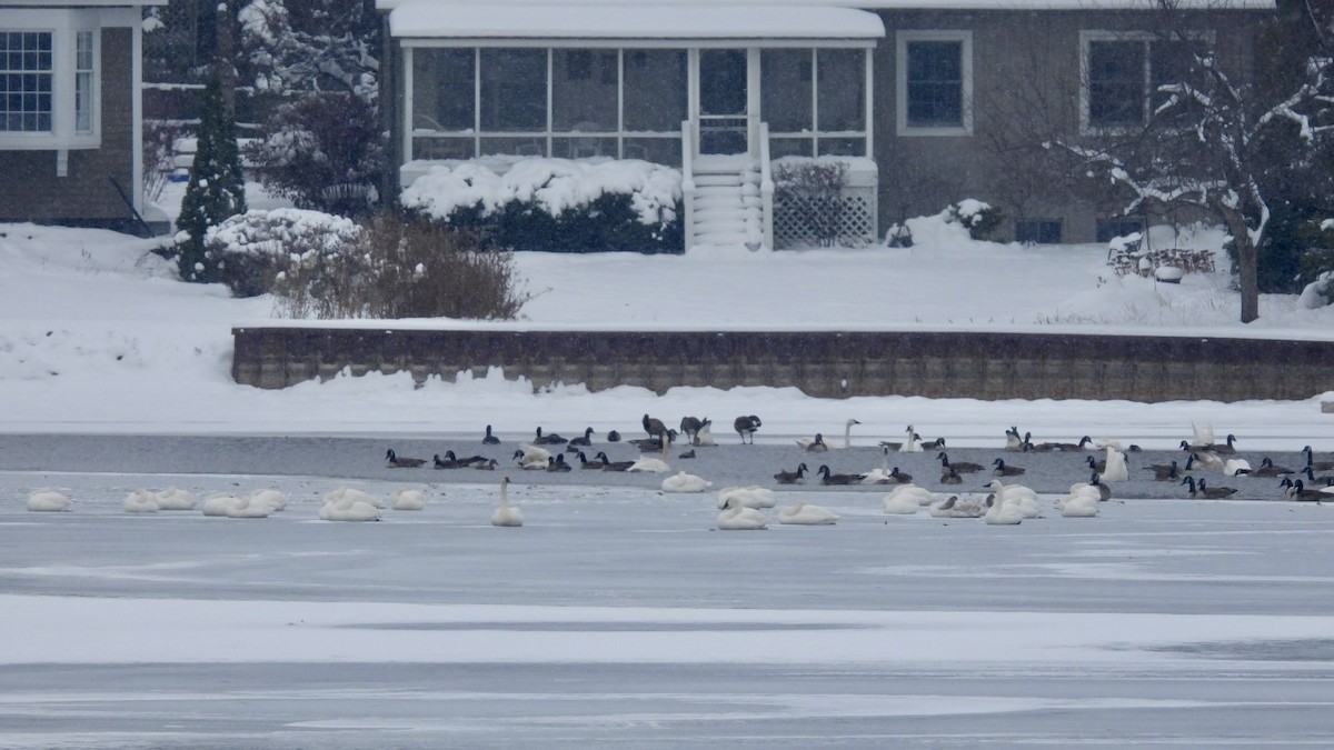 Cisne Trompetero/Chico - ML646296308