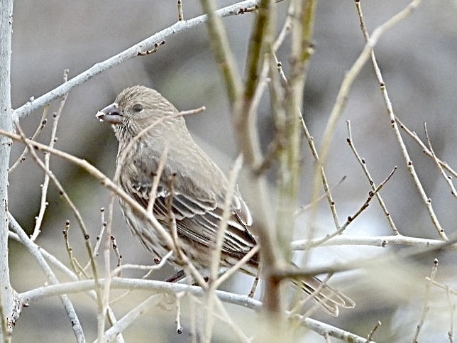 Hausgimpel - ML646296309