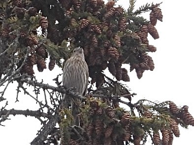 Hausgimpel - ML646296310