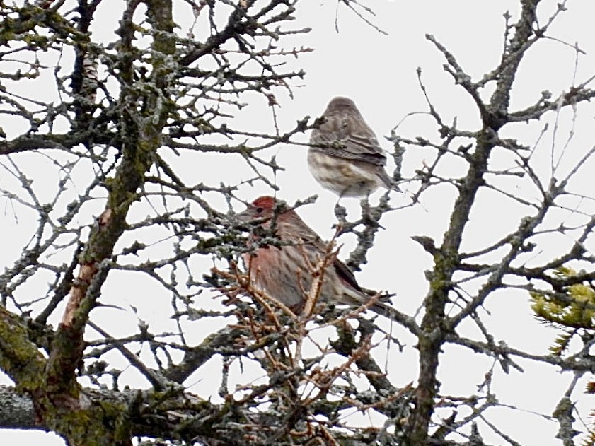 Hausgimpel - ML646296311