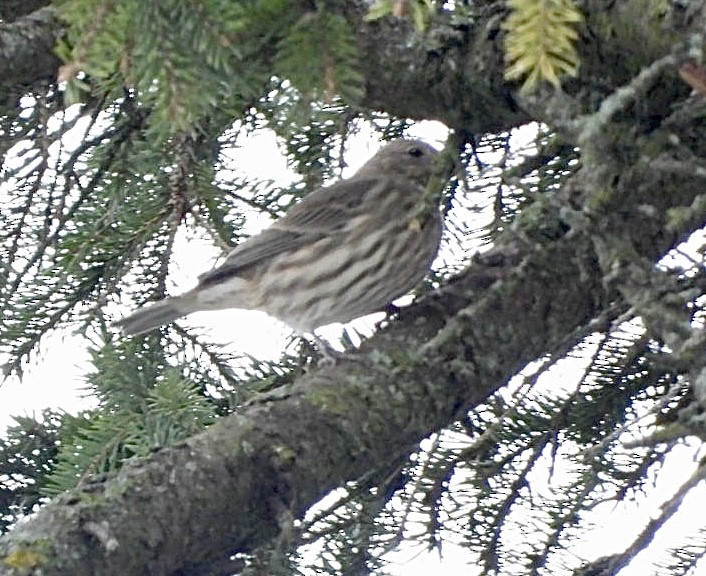 Hausgimpel - ML646296312