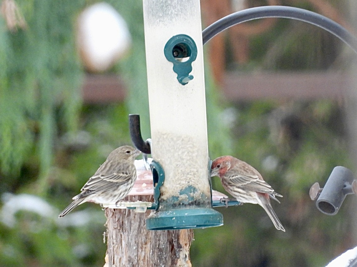 Hausgimpel - ML646296313