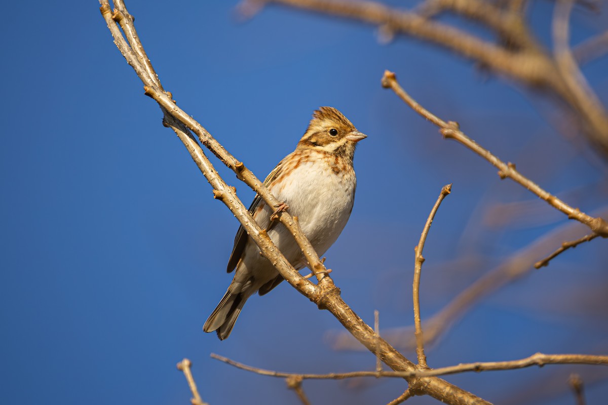 Waldammer - ML646296314