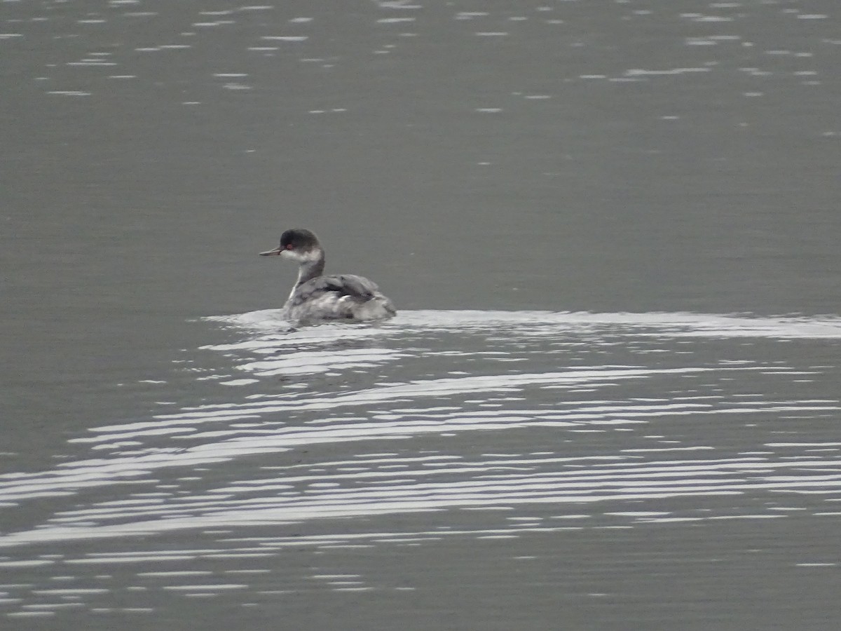 Schwarzhalstaucher - ML646296315