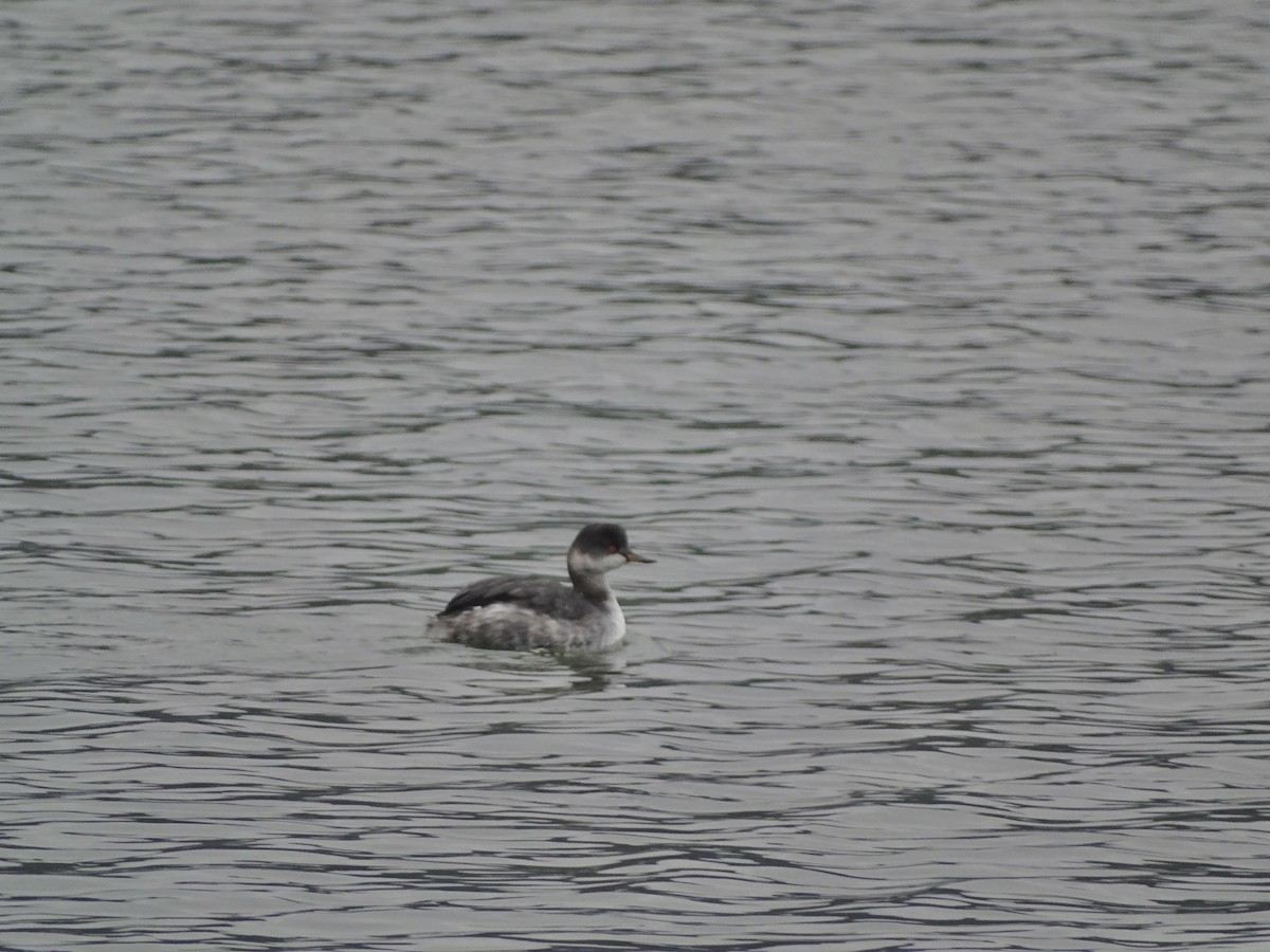 Schwarzhalstaucher - ML646296316