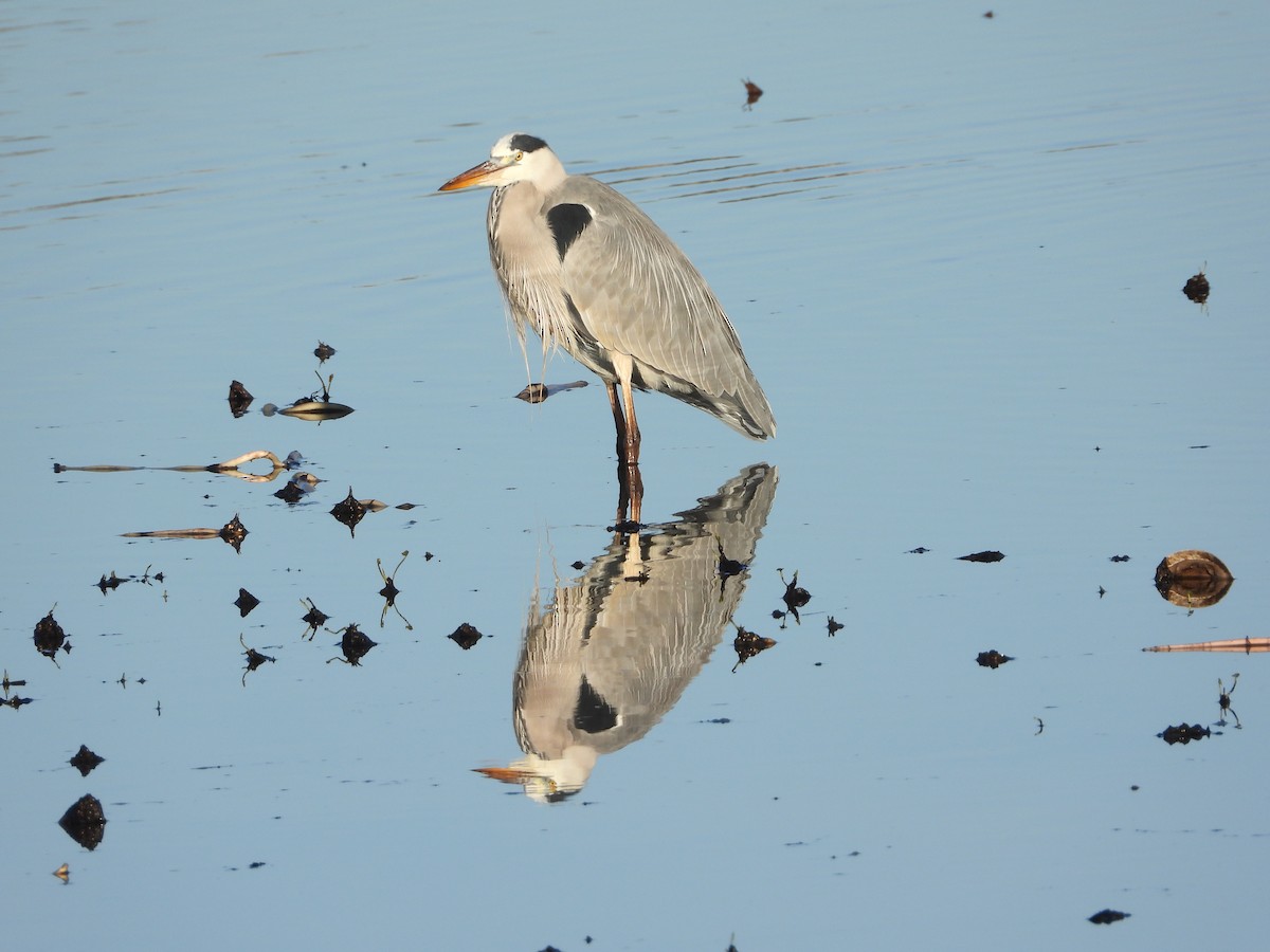 Graureiher - ML646296317