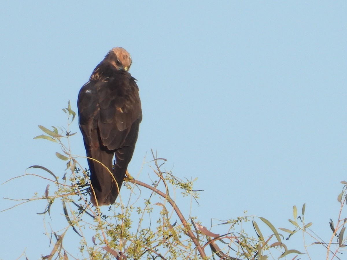 Rohrweihe - ML646296320