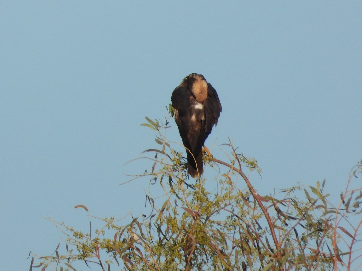 Rohrweihe - ML646296321