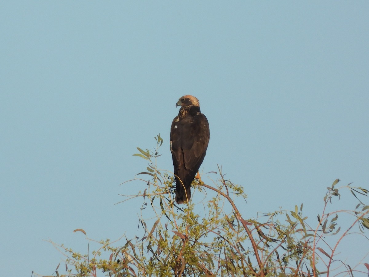 Rohrweihe - ML646296322