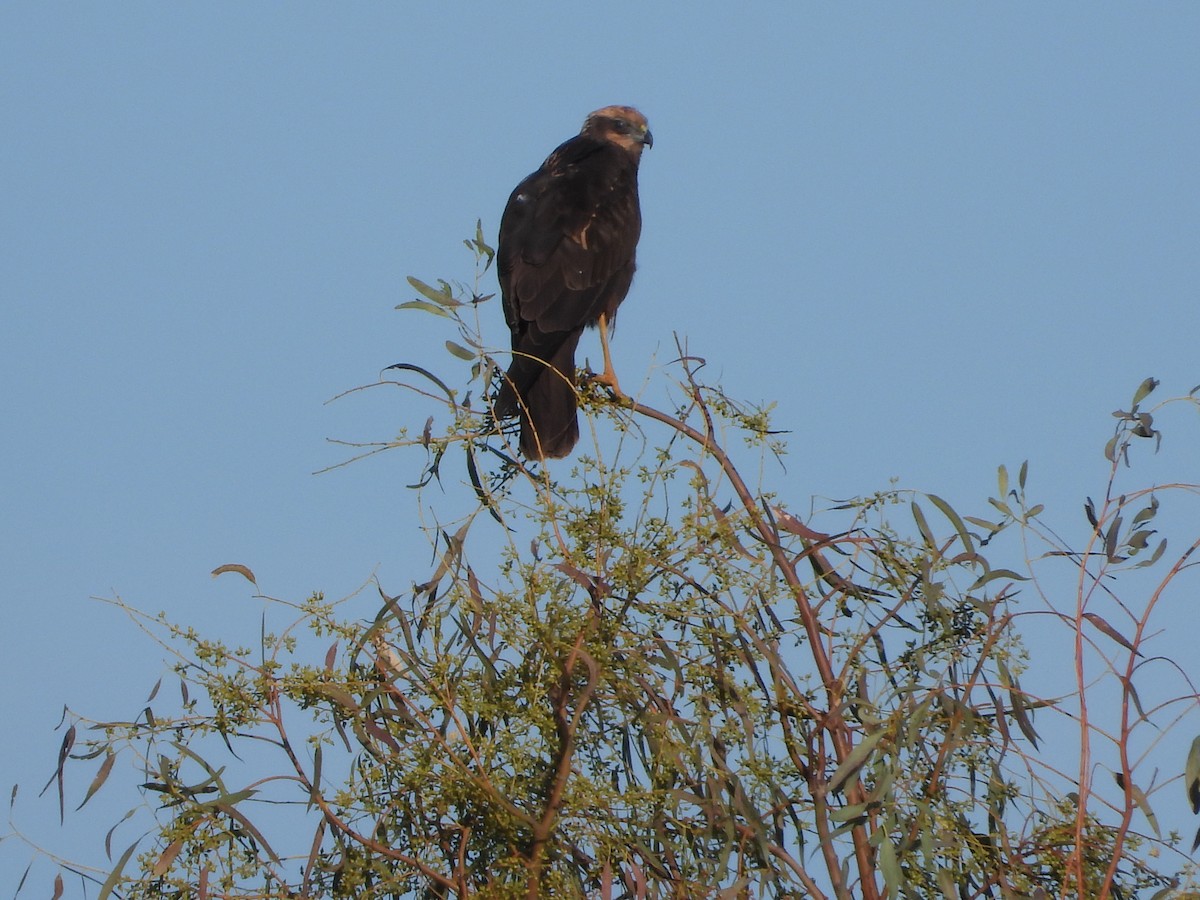 Rohrweihe - ML646296323