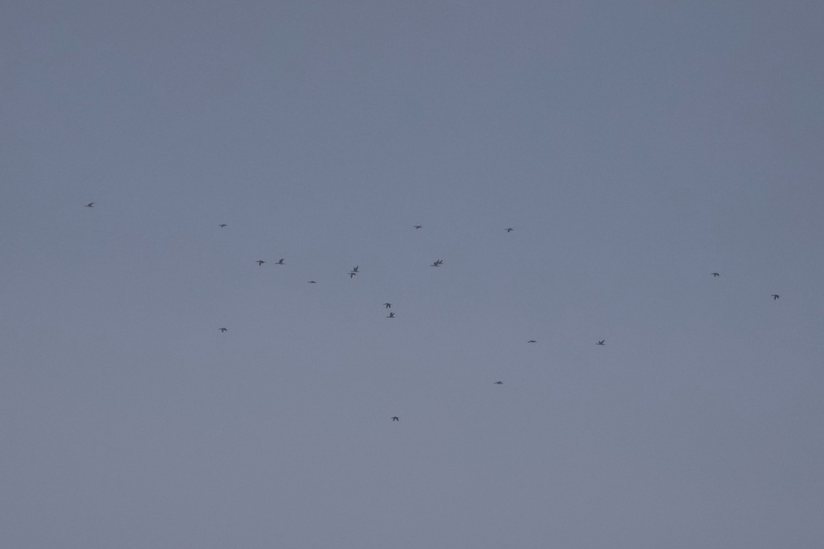 Plongeon catmarin - ML646296324