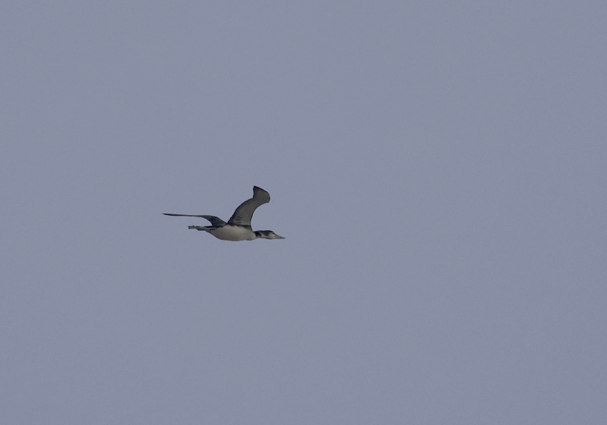 Common Loon - ML646296326