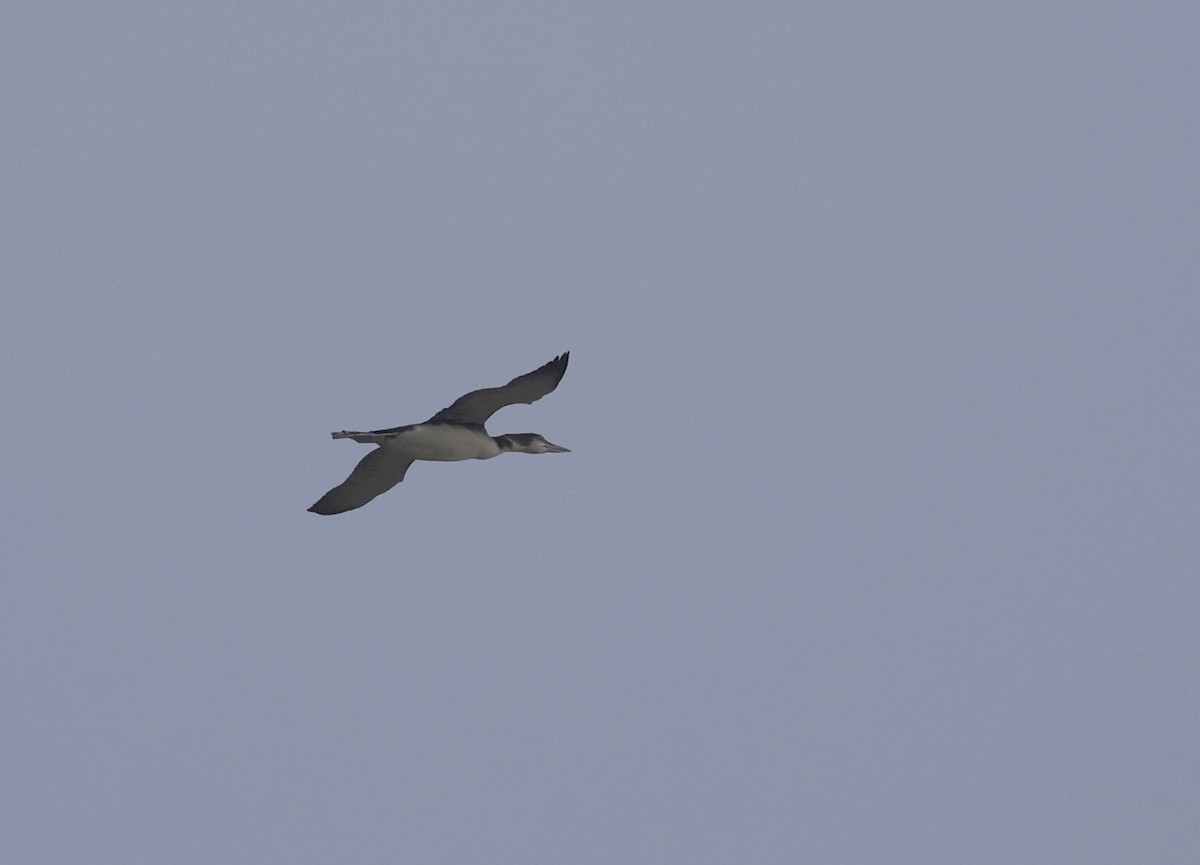 Common Loon - ML646296327