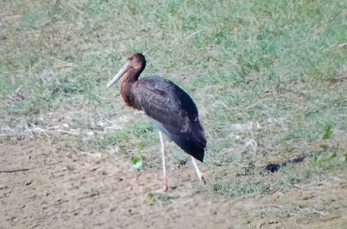 Black Stork - ML646296328