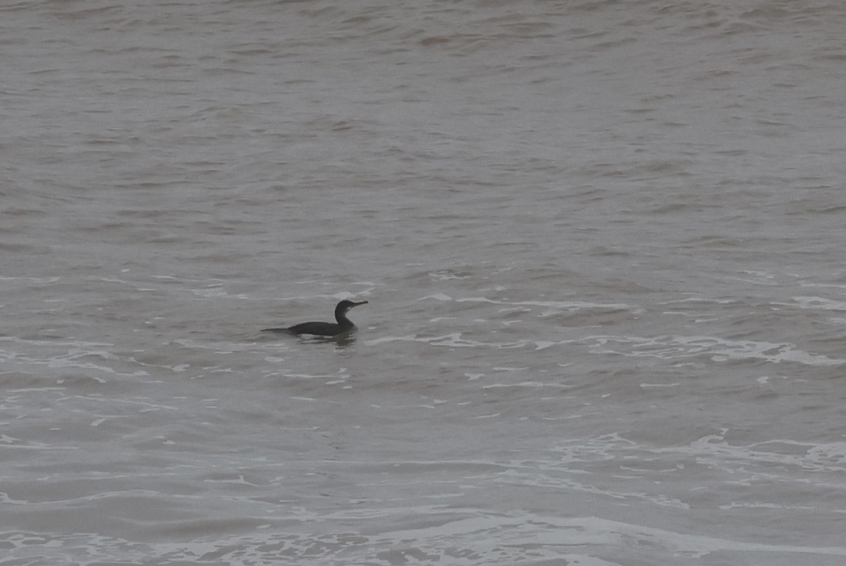 European Shag - ML646296329