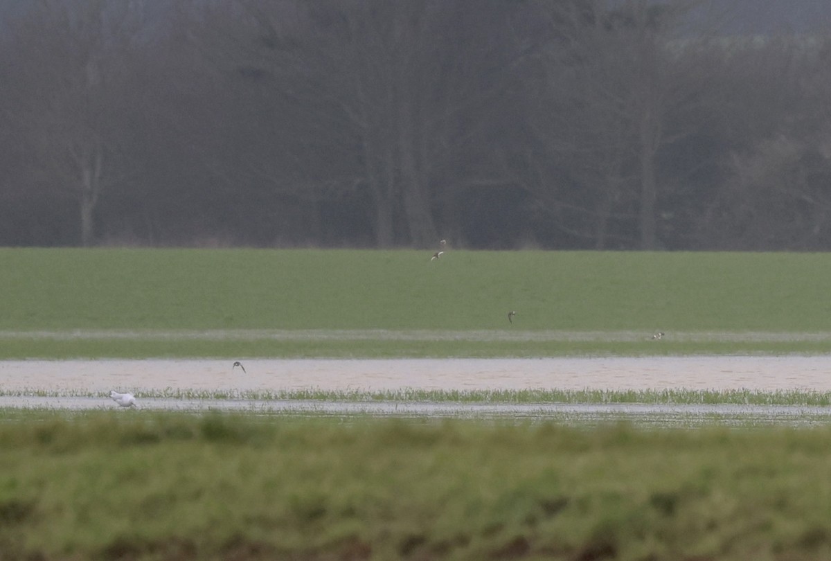 Snow Bunting - ML646296333