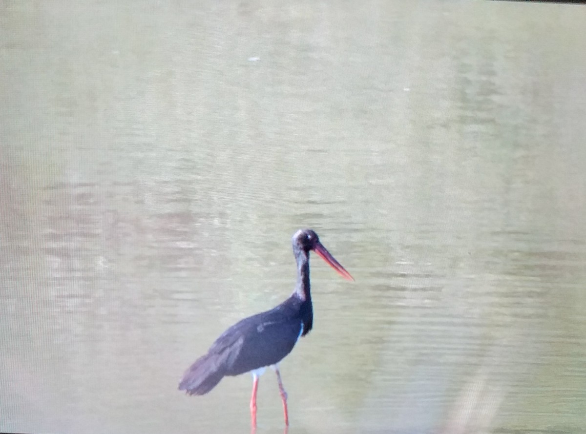 Black Stork - ML646296336