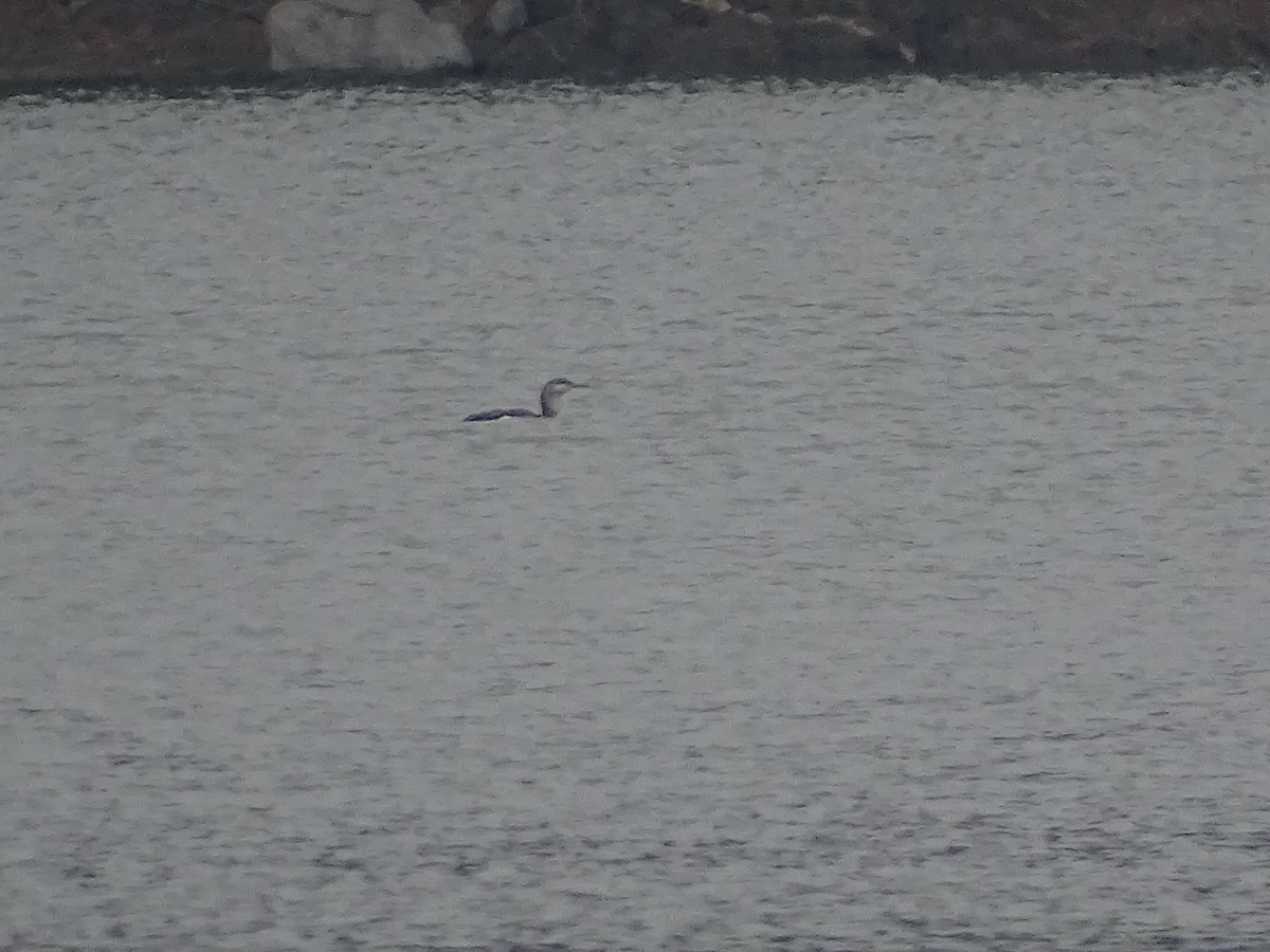 Arctic Loon - ML646296351