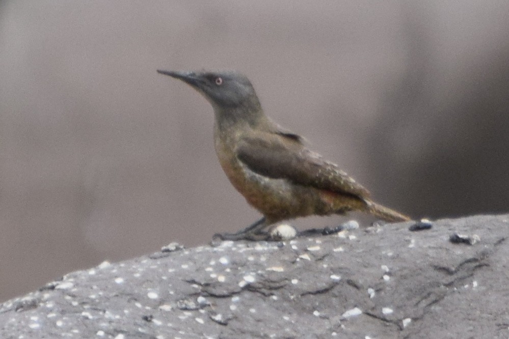 Ground Woodpecker - ML646296353