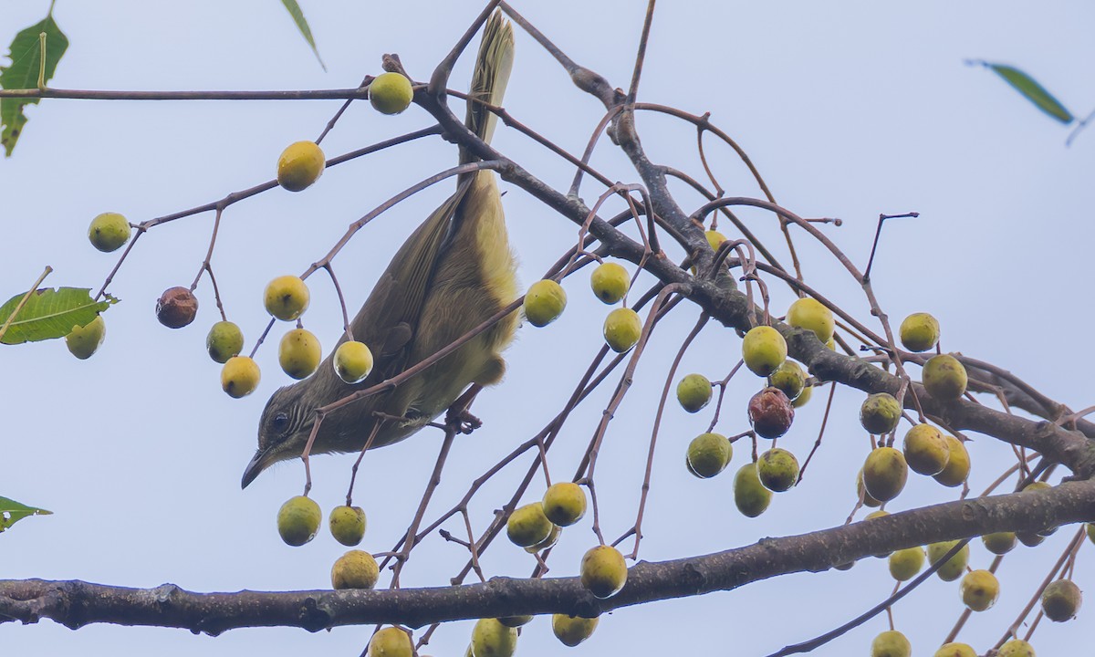 Streak-eared Bulbul - ML646296354