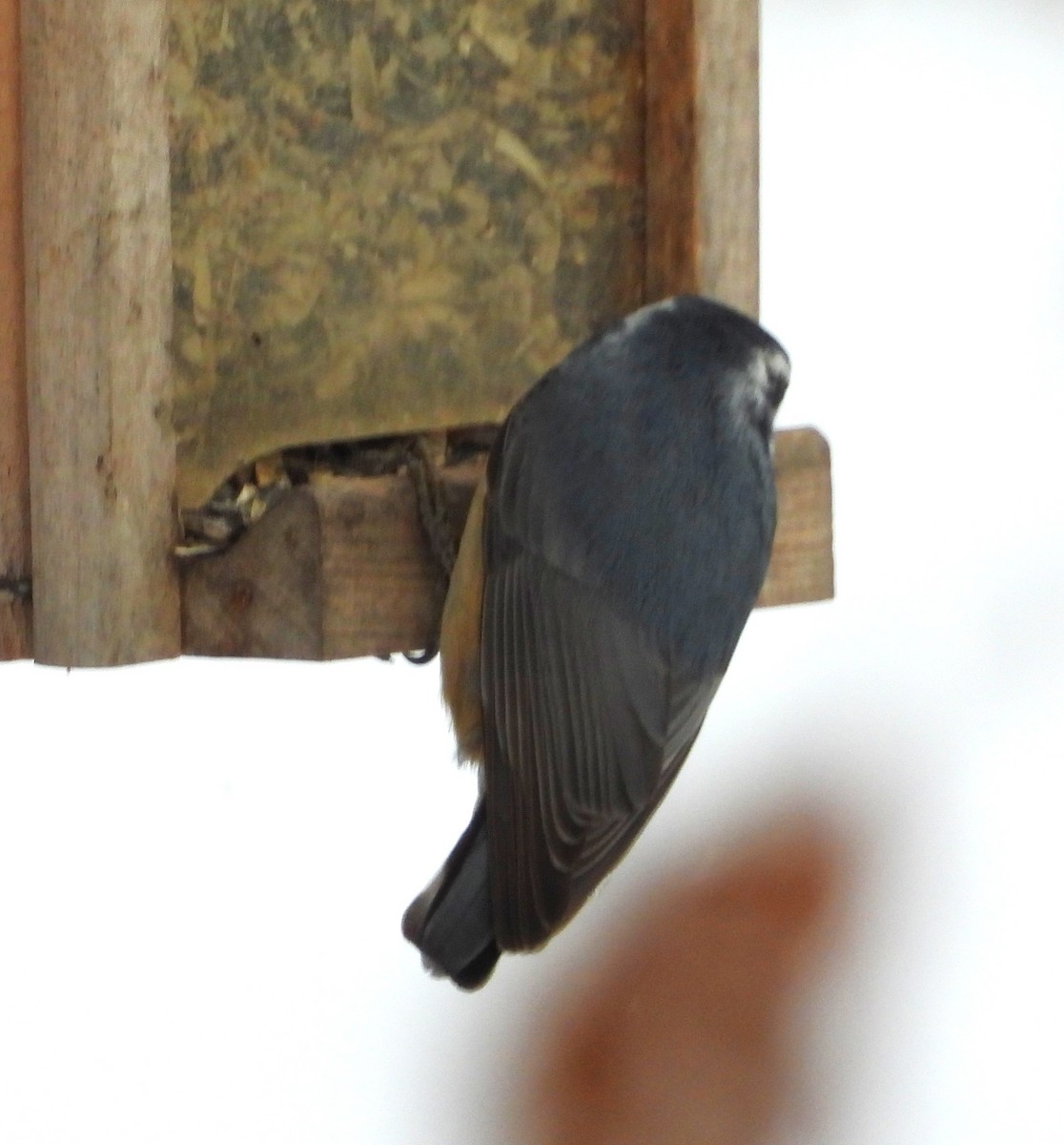 Red-breasted Nuthatch - ML646296355