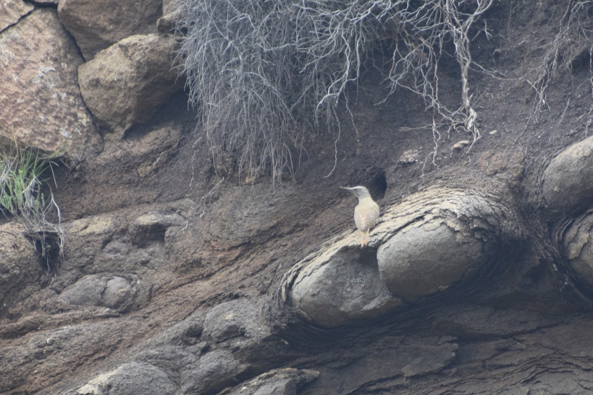 Ground Woodpecker - ML646296356