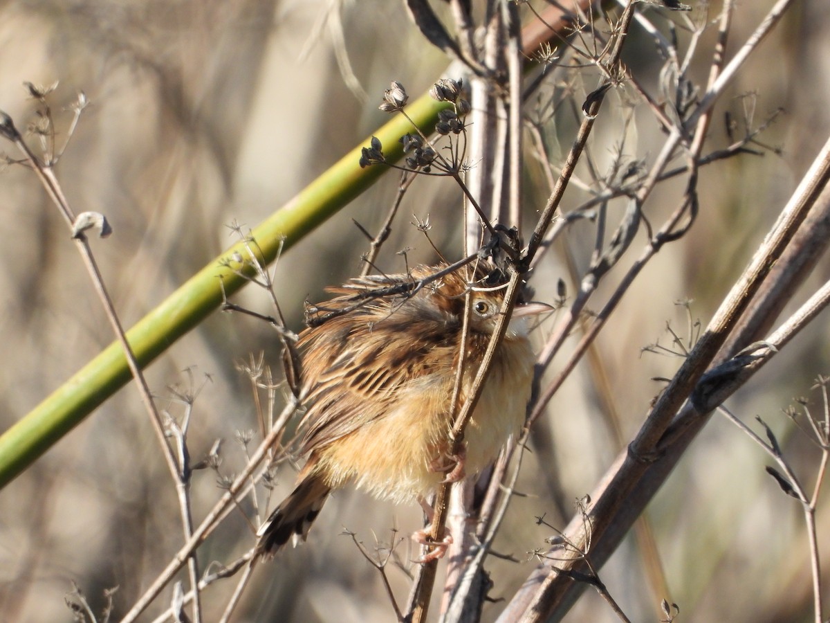 Zitting Cisticola - ML646296358