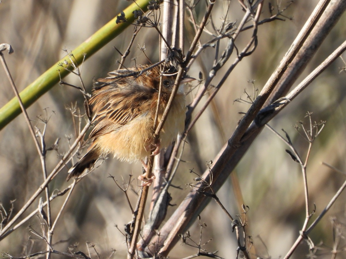 Zitting Cisticola - ML646296359