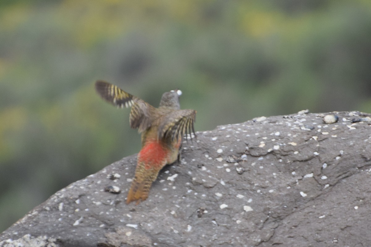 Ground Woodpecker - ML646296360