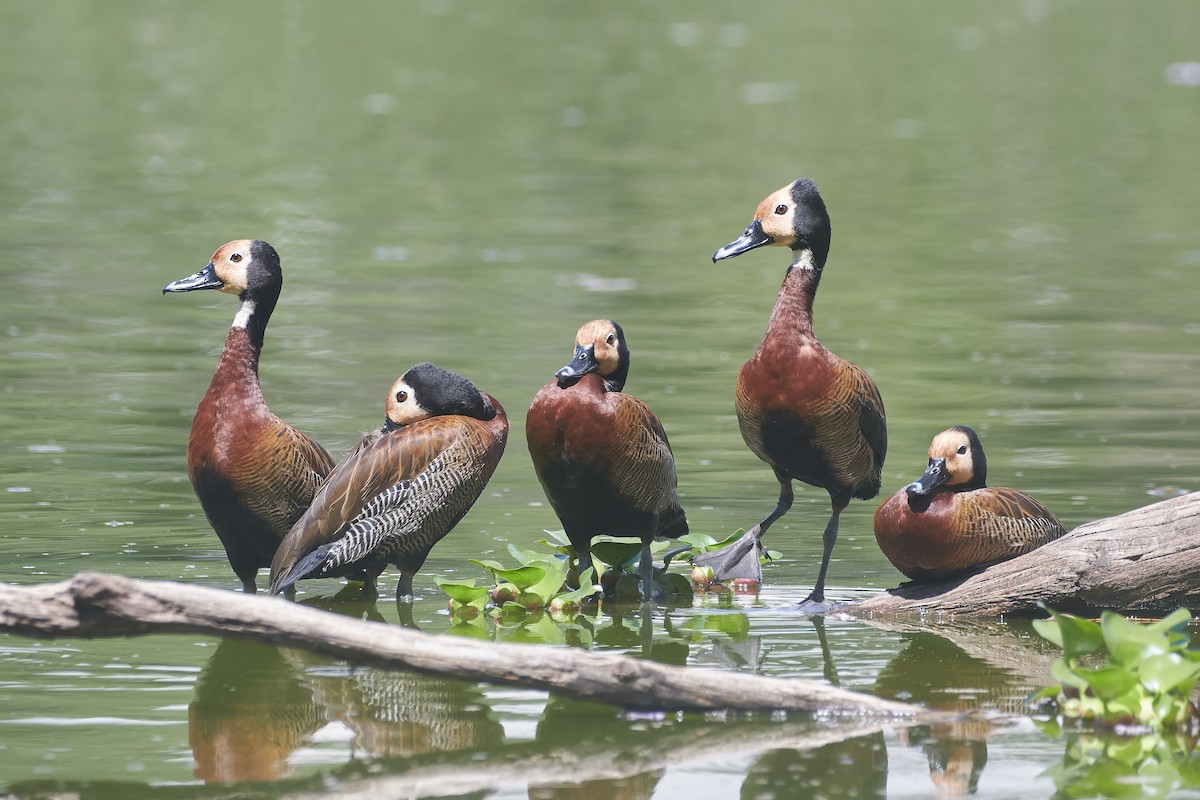 White-faced Whistling-Duck - ML646296361