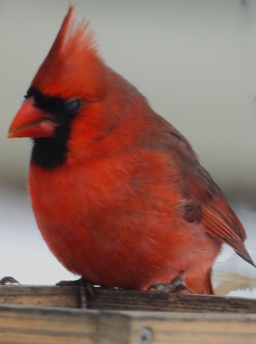 Northern Cardinal - ML646296362