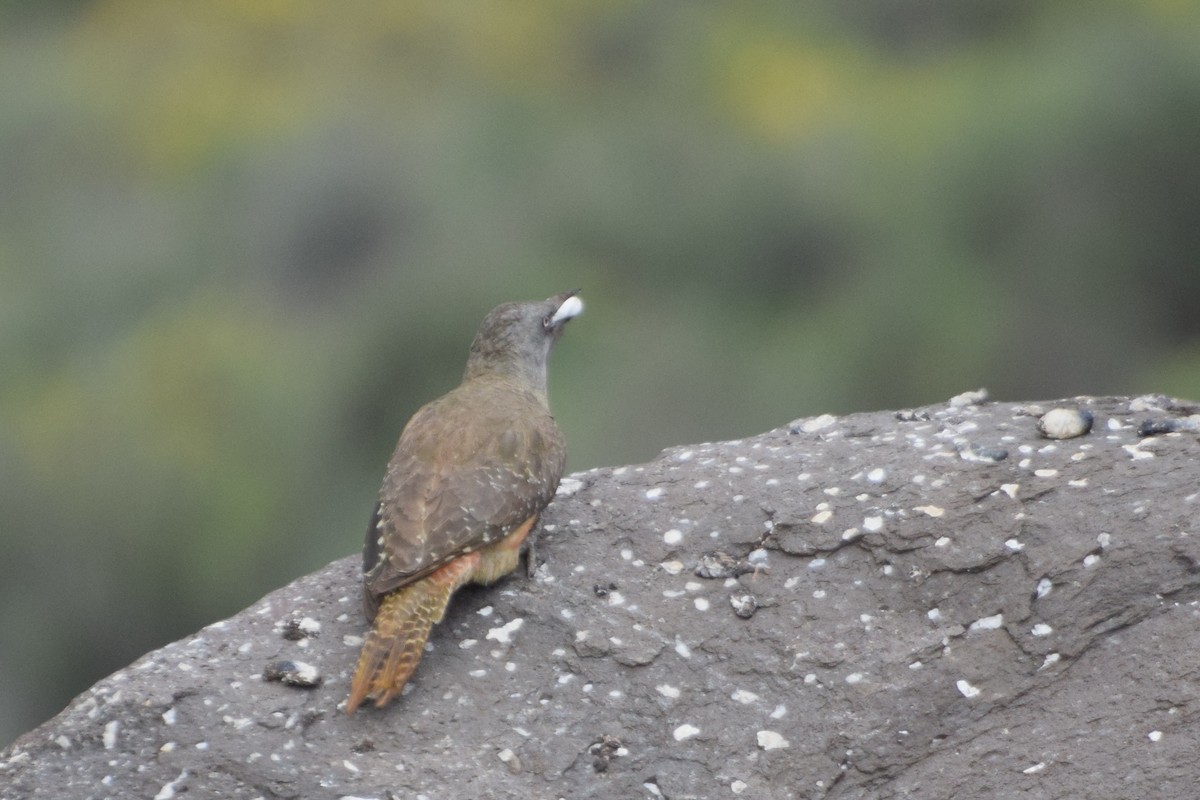 Ground Woodpecker - ML646296363