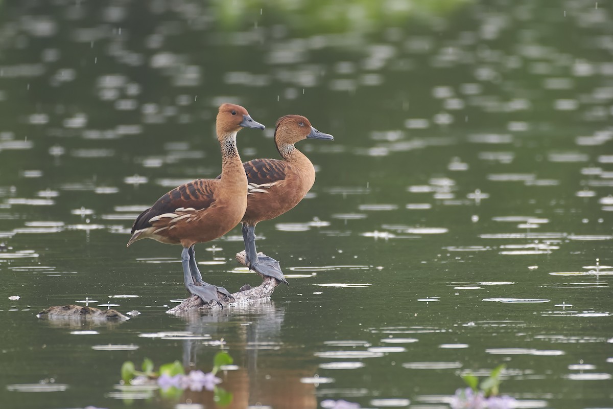Fulvous Whistling-Duck - ML646296364