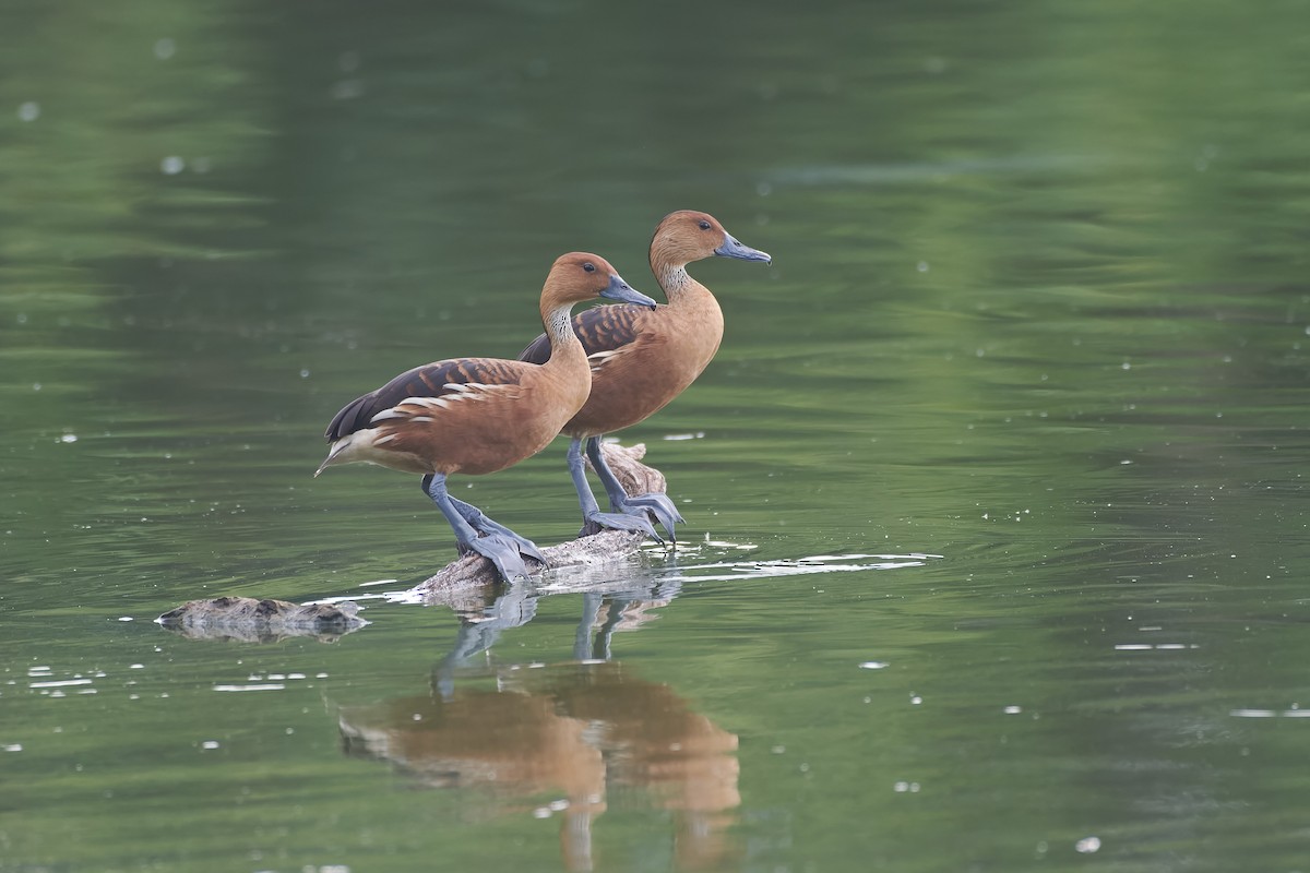 Fulvous Whistling-Duck - ML646296365